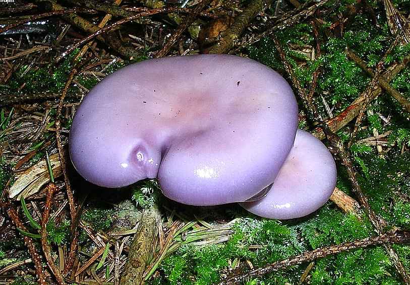 Oltingue  ( FRA )    24. Aprile 2005